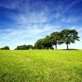 Деревья на лугу - Trees on meadow