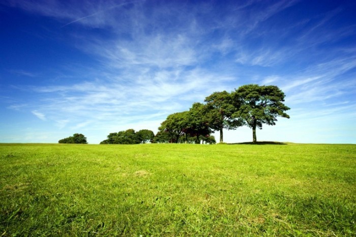 istock trees ongreefieldSMALL 700x466 Деревья на лугу   Trees on meadow