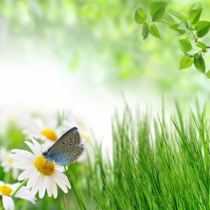 shutterstock of natural shares 700x700 Бабочка на ромашке   Butterfly on a daisy