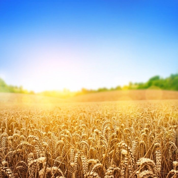 shutterstock 135434924 700x700 Пшеничное поле   Wheatfield