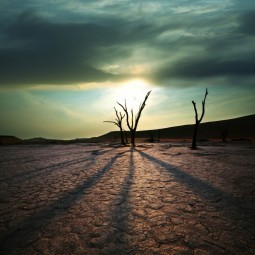 Деревья в пустыне - Trees in the desert