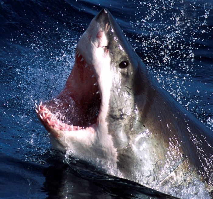 great white shark 700x655 Пасть акулы   Shark jaws