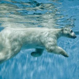 Белый медведь под водой - Polar bear underwater