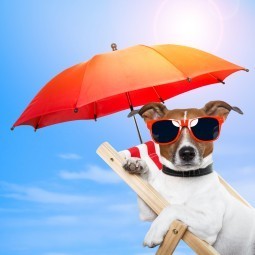 Собака под зонтом - Dog under an umbrella