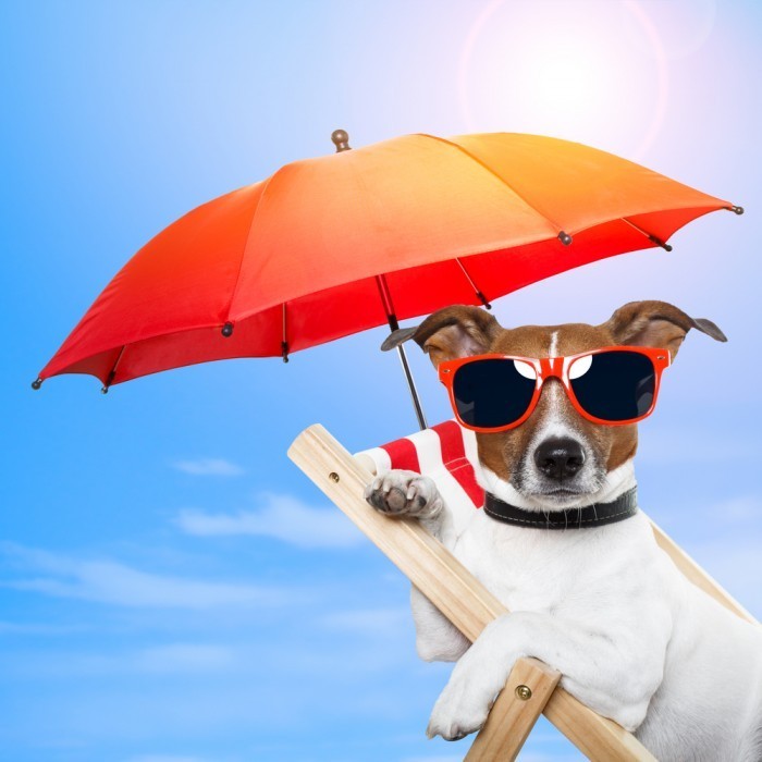 shutterstock 107301611 700x700 Собака под зонтом   Dog under an umbrella