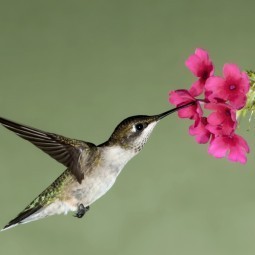 Птичка с цветком - Bird with flower