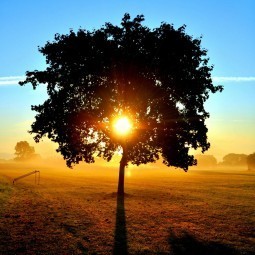 Дерево на закате - Tree at sunset