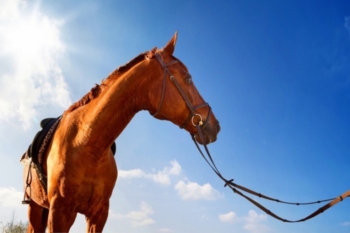 shutterstock 75641710 700x466 Лошадь   Horse