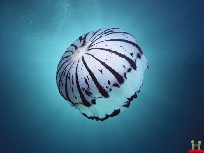 3d umbrella fish hd wallpaper 700x524 Медуза   Jellyfish