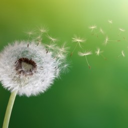 Одуванчик на зеленом фоне - Dandelion on a green background