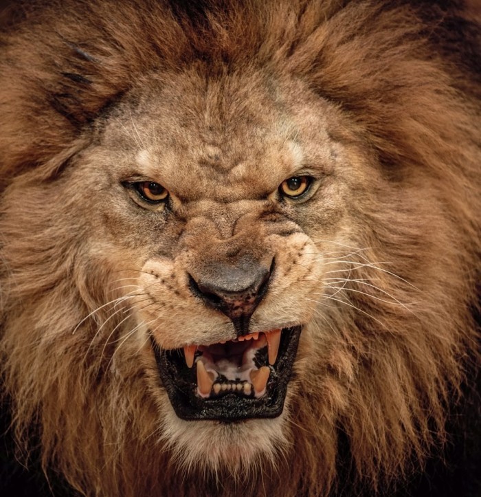 Lion Pic shutterstock 128702168 700x723 Морда льва   Muzzle of a lion