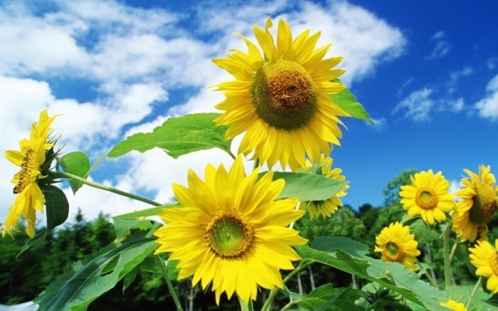 Nature and Landscape Wallpaper 30 700x437 Желтые подсолнухи   Yellow sunflowers