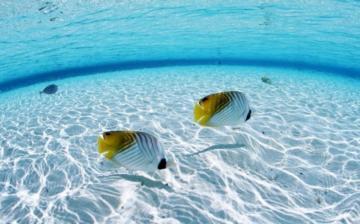 Underwater On The Sea HD Wallpaper 700x437 Рыбки в воде   Fishes in the water