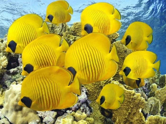 Yellow Butterfly Fish 1600x1200 700x524 Желтые рыбки   Yellow fish