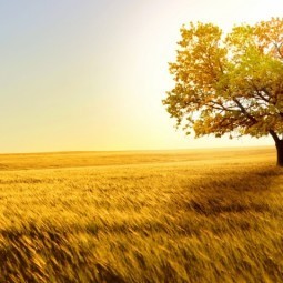 Дерево в поле- Tree in field