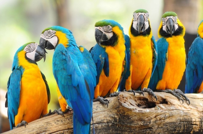 colourful macaw 700x464 Попугай   Рarrot