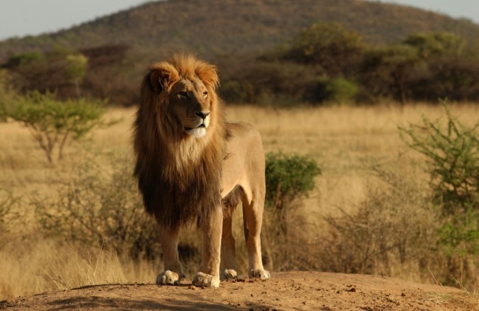 lion shutterstock 700x455 Лев   Leo