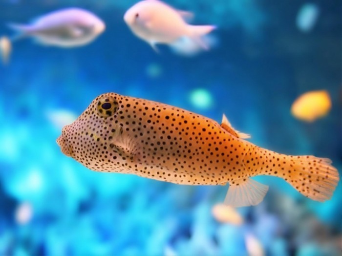 sea fish wallpaper 700x524 Золотая рыбка   Goldfish