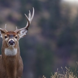 Олень - Deer