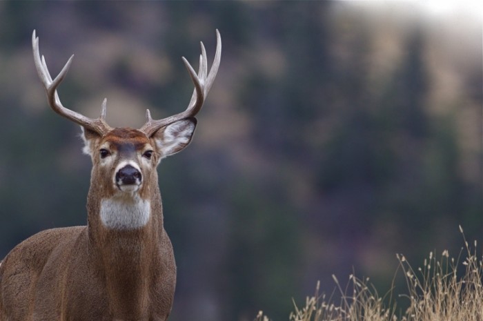 shutterstock 110833655 700x465 Олень   Deer