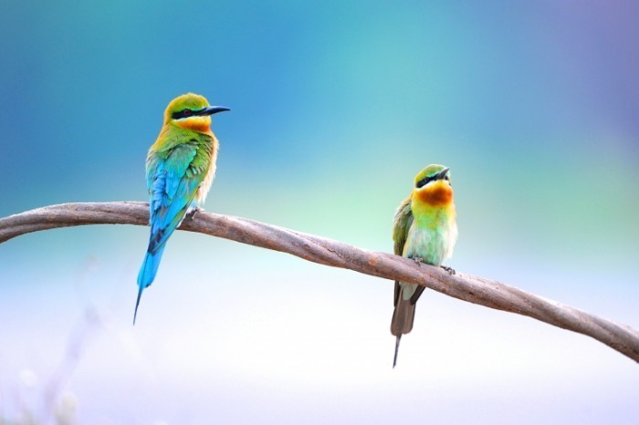 shutterstock 110836973 700x466 Цветные птички   Colored birds