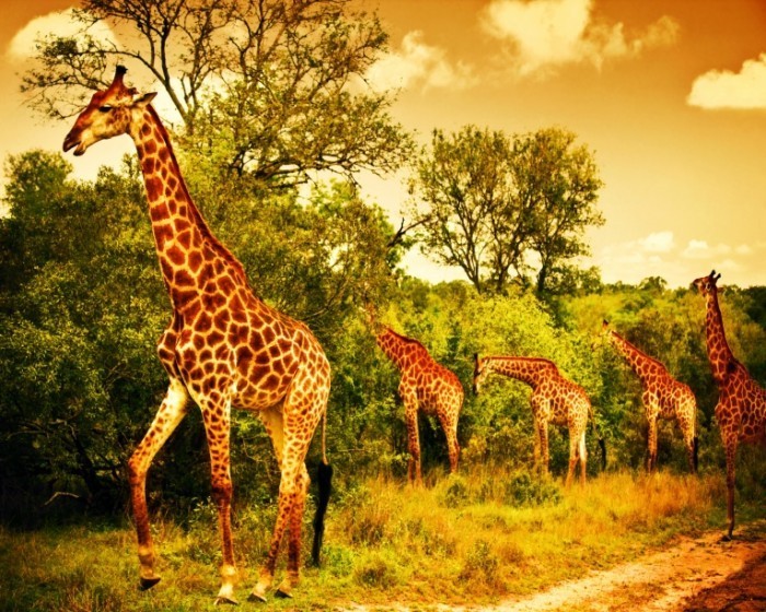 shutterstock 111387554 700x560 Жирафы   Giraffes