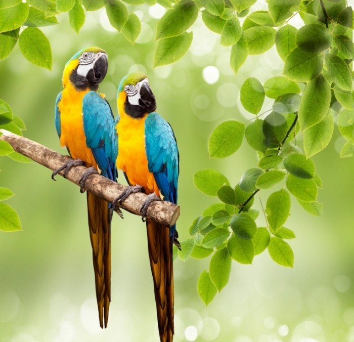 shutterstock 124190893 700x676 Попугаи на ветки   Parrot on branch