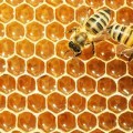 Мед в сотах и пчела - Honey comb and a bee