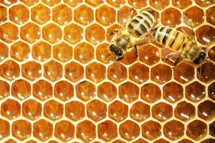 shutterstock 129385973 700x466 Мед в сотах и пчела   Honey comb and a bee