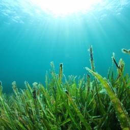 Водоросли в воде - Algae in the water