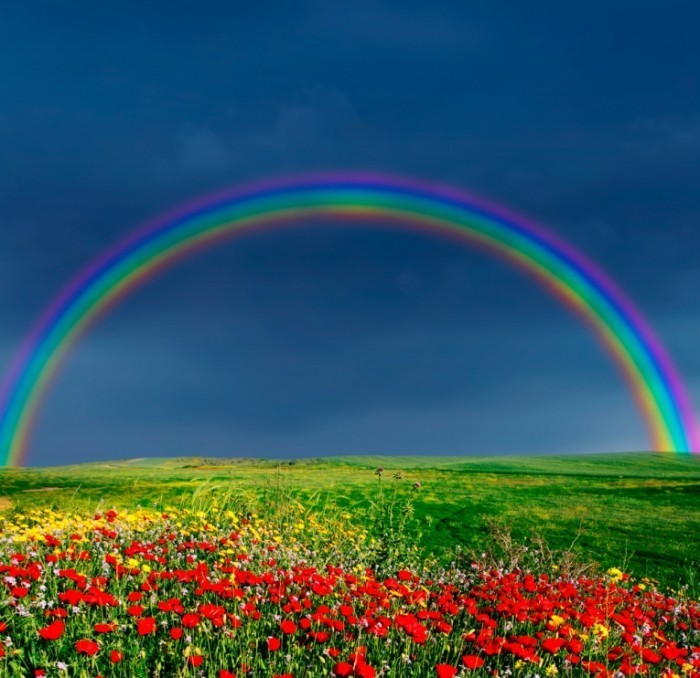 shutterstock 4031791x 700x678 Радуга над полем   Rainbow over field