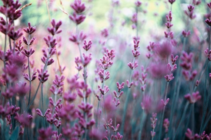 shutterstock 59764519 700x464 Сиреневые растения   Lilac plants