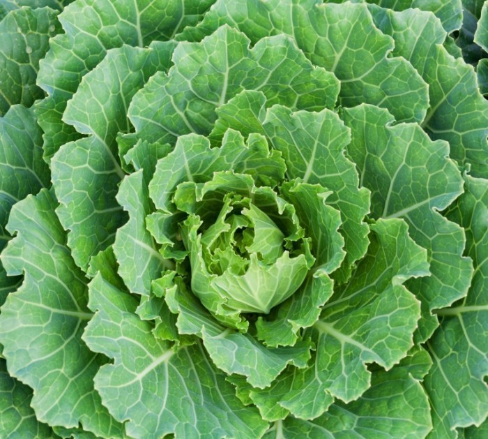 shutterstock 68348842 700x629 Kапуста   Cabbage