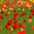 Поле тюльпанов - Field of tulips