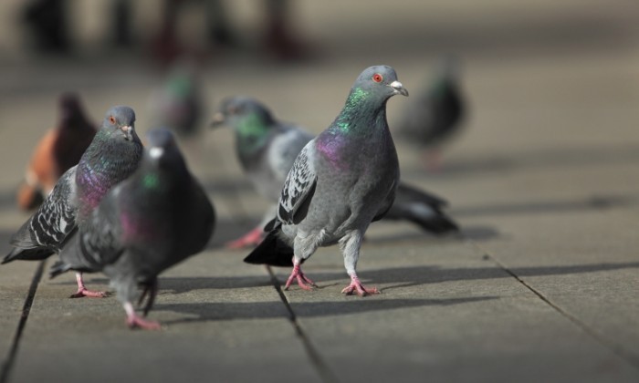 Fotolia 27137061 Subscription Monthly XXL2 700x420 Голуби   Pigeons