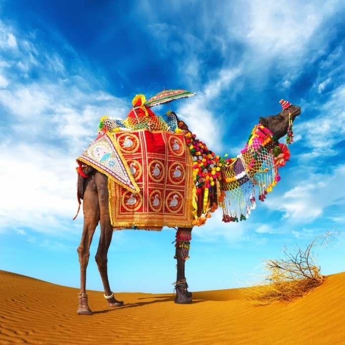 shutterstock free image of the week camel in fancy dress 700x700 Верблюд   Сamel