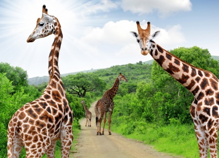 shutterstock 121889923 700x507 Жирафы   Giraffes