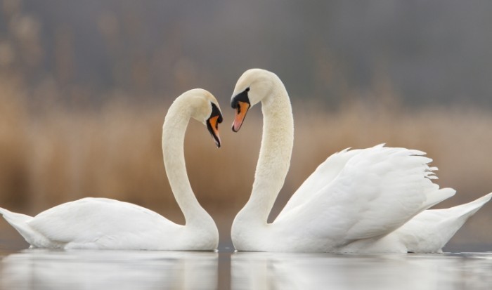 shutterstock 128685050 700x413 Лебеди   Swans