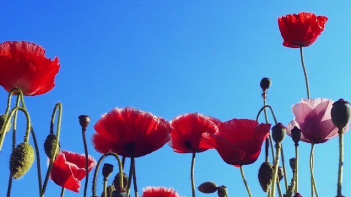 stock footage poppy flowers on the spring field blue sky wind and sun light nature background hd video footage 700x393 Цветы мака   Poppy flowers