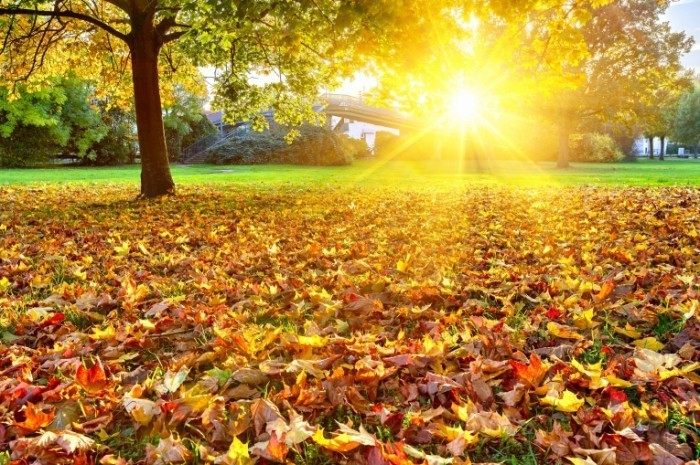 Autumn Fotolia 55256728 Subscription Monthly M4 700x465 Осенний пейзаж   Autumn Landscape