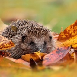 Еж в листьях - Hedgehog in the leaves