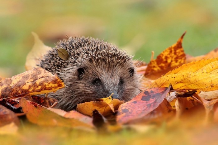 Autumn Hedgehog 1 700x465 Еж в листьях   Hedgehog in the leaves