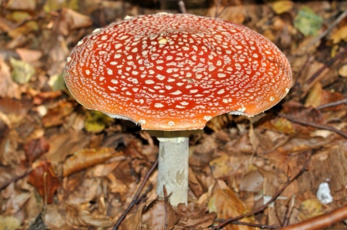 DSC 2006 700x464 Гриб   Mushroom