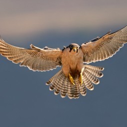 Птица в небе - Bird in the sky