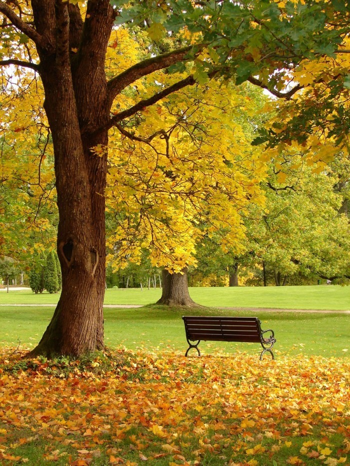 Fotolia 9693616 Subscription L 700x933 Лавка в парке   Bench in the park