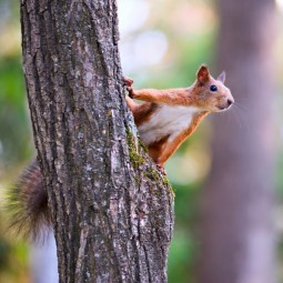 Белочка на дереве - Squirrel on a tree