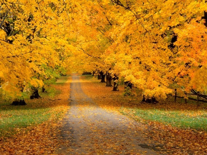 Yellow road 700x524 Осенний парк   Autumn Park