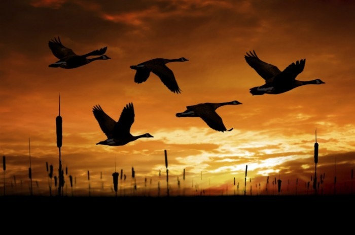 canada geese in flight istock 000010656644large 700x465 Птицы в небе   Birds in the sky