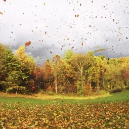 Осенний лес - Autumn forest