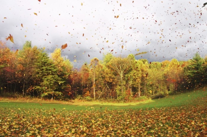 istock 000000848039medium 700x466 Осенний лес   Autumn forest